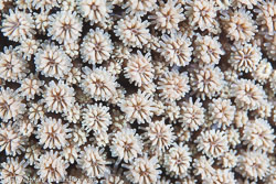 Anemones and Corals